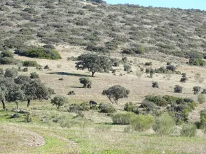 Finca 250 Ha. Castilla-La Mancha