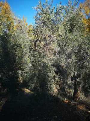 Venta 2 Fincas Deifontes y Cogollos Vega