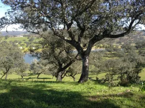 ESPECTACULAR FINCA RUSTICA Y GANADERA