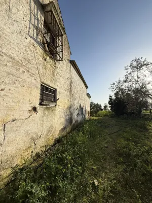 FINCA RÚSTICA PRODUCTIVA EN CAMPIÑA ECIJANA