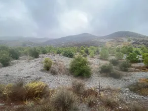 FINCA OLIVOS Y PINOS