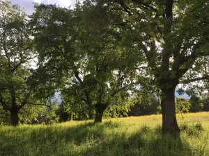 Finca con vivienda y inst.ecuestres