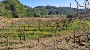 Venta Finca Rústica, Urb. Castellmoster, Castellvell Del Camp