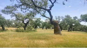 La dehesa, bonito encinar