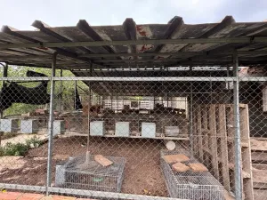 Venta conjunta de dos fincas rústicas en Xerta (granja y finca de olivos)