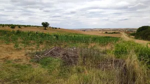 Finca secano en Santa Clara de Avedillo