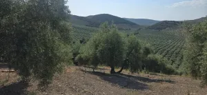 Fica Olivar Regadio en venta