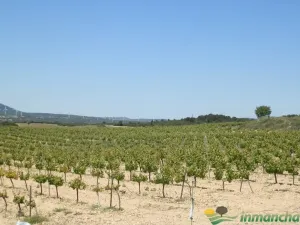 finca en venta 544 has. labor viña caza mayor