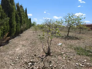 Finca Rustica granja de gallinas ecológicas