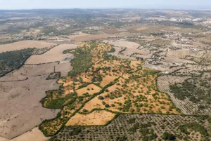 Elvas - Finca de 40,8 hectáreas con casa