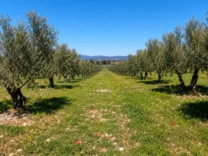EXCLUSIVA EXPLOTACIÓN AGROGANADERA DE 172 ha