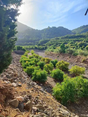 FINCA AGUACATES CON PRODUCCION EN CRECIMIENTO