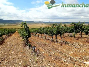 finca en venta 166 has. labor viña riego