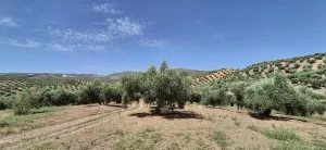Finca Olivar 100 olivos