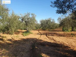 Finca Rural con vivienda para reformar, piscina y pozo propio en Aznalcazar, Sevilla