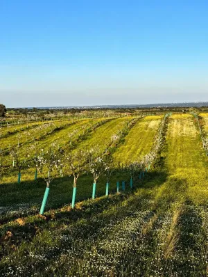 ^**^FINCA AGRÍCOLA Y DE RECREO EN TOLEDO – 17 HECTÁREAS CON MÚLTIPLES POSIBILIDADES DE DESARROLLO^**^
