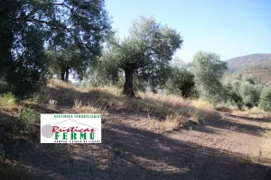 Finca de olivos carrileados