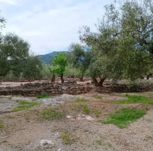 Finca Rústica con Olivos y Caseta Reformada en Entorno Natural