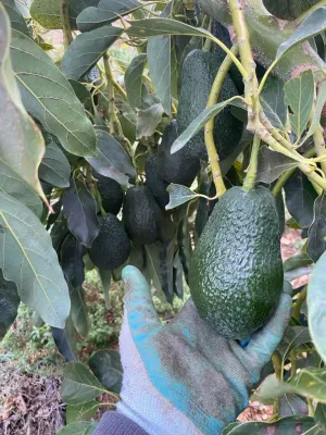 Finca agrícola productiva