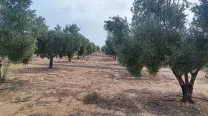 FINCA DE OLIVOS CON RIEGO POR GOTEO