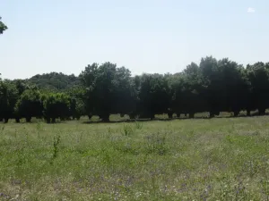 FINCA GANADERA EN EL ESCORIAL - 1508