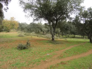 FINCA HIPICA Y DE RECREO EN SEVILLA - 1353