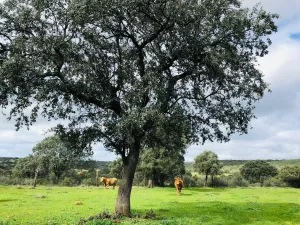 FINCA GANADERA , AGRICOLA Y CINEGETICA