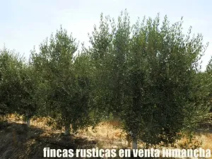 finca en venta 20 has. olivar regadío Toledo