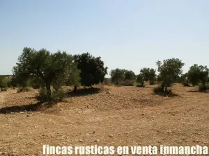 finca en venta 70 has. labor olivar riego