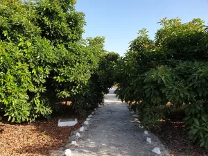 4. Finca premium en plena Costa del Sol