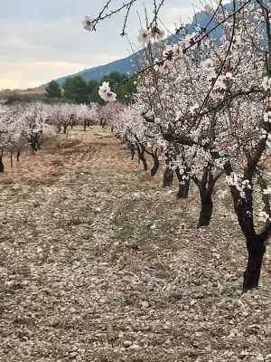 VENTA FINCA SECANO PRODUCCION ECOLÓGICA
