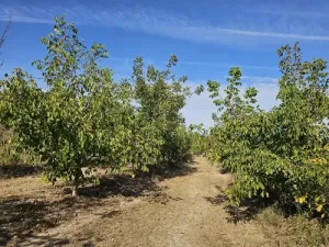 Finca rústica de cultivo en Gandesa