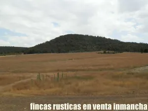 finca en venta 464 has. labor monte Albacete