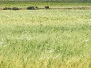 FINCA EN JUILLA