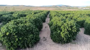 FINCA DE REGADÍO DE POMELOS EN FTE. LIBRILLA