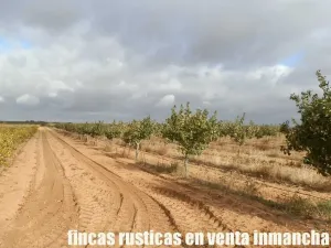 finca en venta 22 has. Pistacho-Labor riego