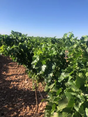 [gestifincarustica] - viñedo en espaldera