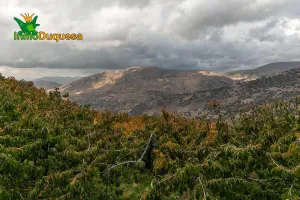 Terreno rústico en Güejar Sierra