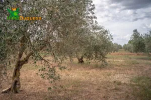 Terreno rústico en Las Gabias. Junto al campo de golf
