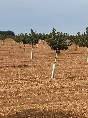 [gestifincarustica] - Tierra plantada de pist
