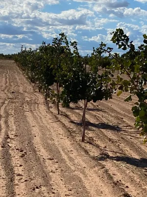 [gestifincarustica] - PISTACHOS