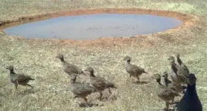 Hermosa Finca de Caza mayor y Recreo