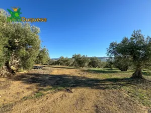 HAZNOS TU OFERTA DE PRECIO!!! Finca rustica de 116,40 hectareas de OLIVAR en Loja.