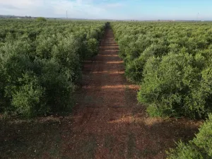 Olivar Superintensivo regadio 8,4 has