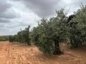 Finca en Almonte Huelva