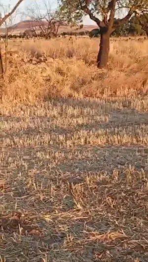 FINCA RUSTICA EN ALMAGRO, CIUDAD REAL, ESPAÑA