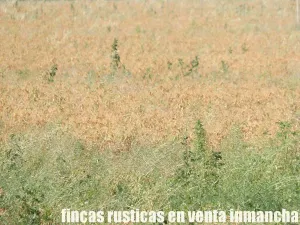 finca en venta 28 has. labor riego en Villena