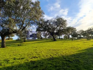 Finca Ganadera de 100 ha en Torrejoncillo