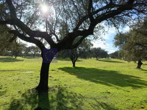 Se vende finca Ganadera 700 ha Navalmoral