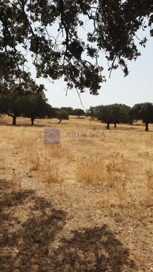 Finca Ganadera 600 ha Alcuéscar